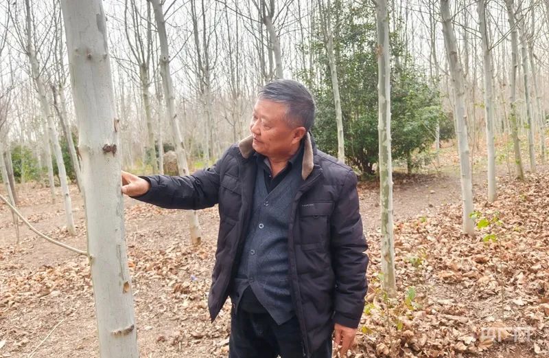 黄平安在黄河滩林木内监测巡查（央广网记者 郝振青 摄） “树种不同，病