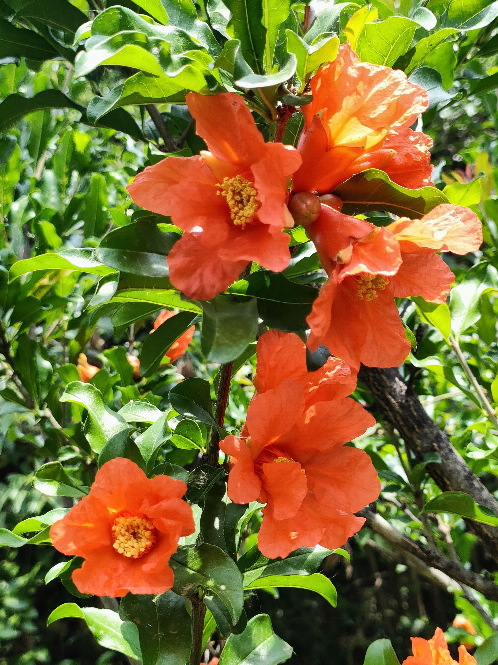 【走遍河南】石榴花开