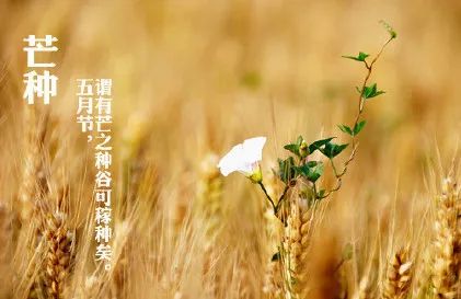芒种 人生最幸福的煎熬叫等待