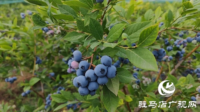 泌阳高邑镇：蓝莓飘香季 致富果 铺就乡村振兴路