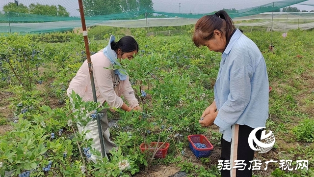 泌阳高邑镇：蓝莓飘香季 致富果 铺就乡村振兴路