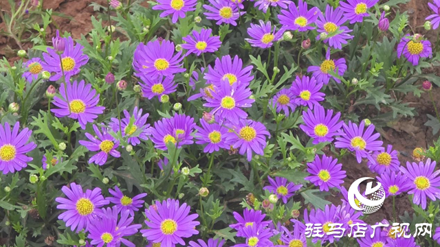 驻马店植物园即将开园