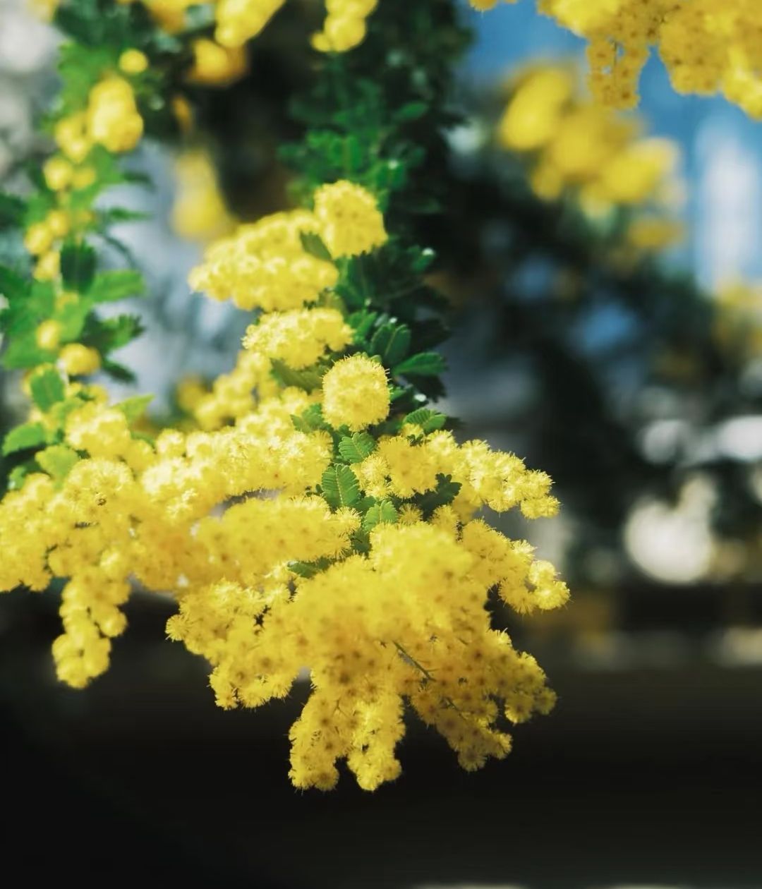 金华花枝颤(图2)