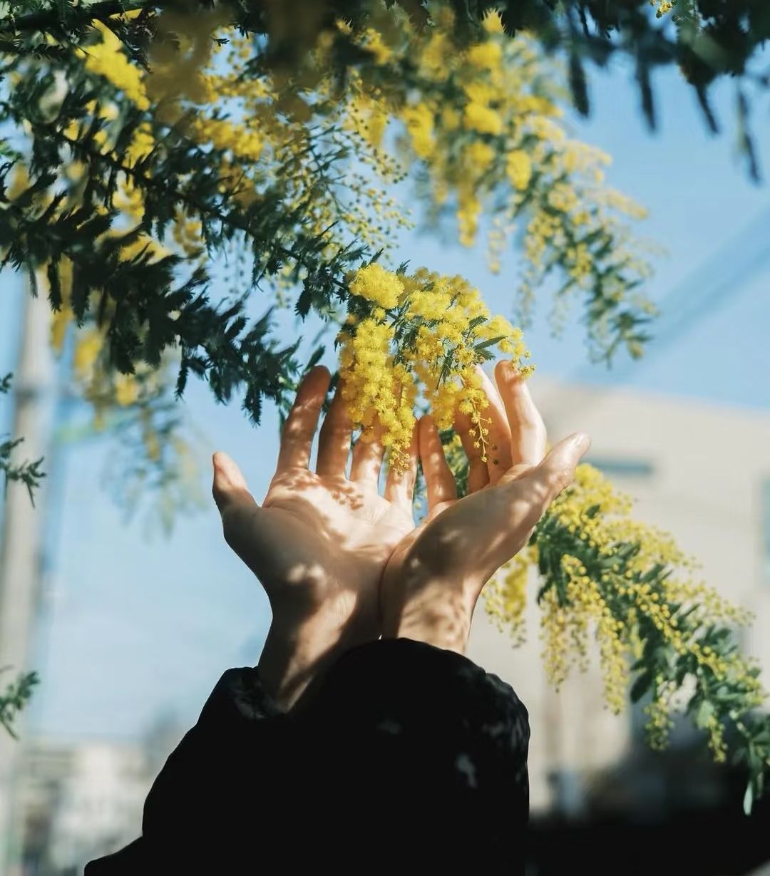 金华花枝颤(图3)
