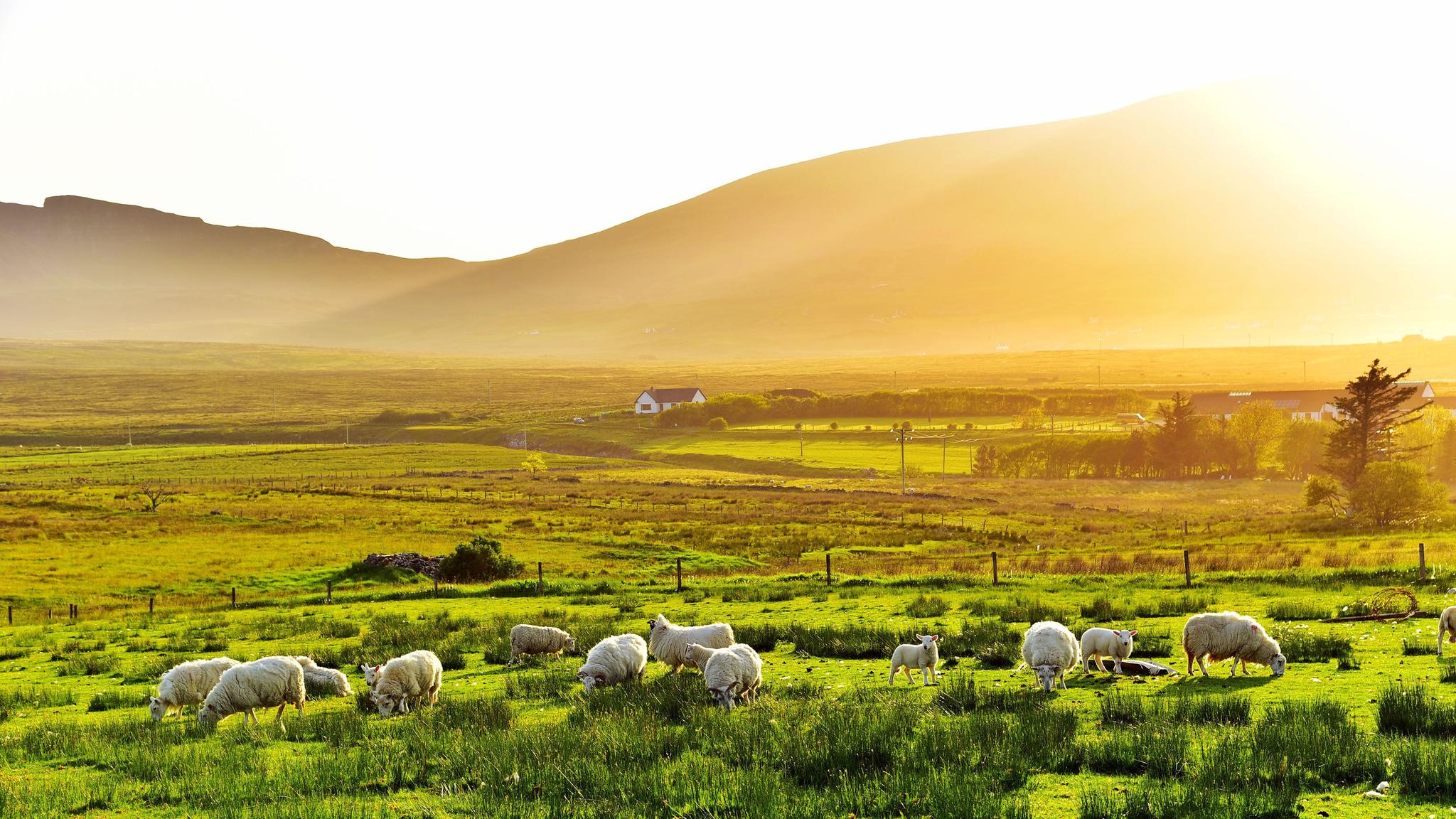 天蒼蒼,野茫茫,風吹草低見牛羊,美麗的草原風光|草原|天空|草地_新浪新聞
