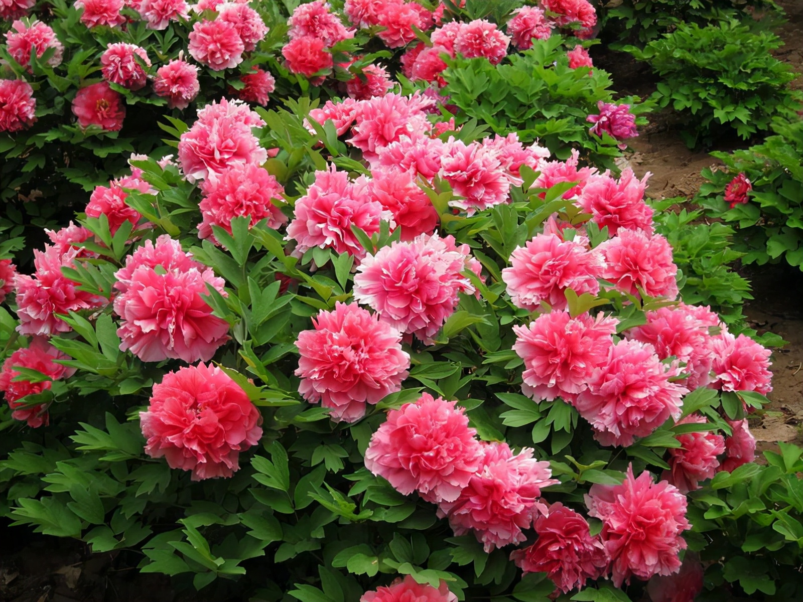 洛陽牡丹 文化元素_1.jpeg