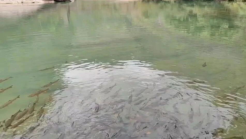 wxv_2701013047502635009