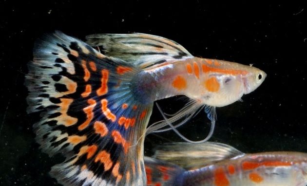 水中名媛 孔雀魚