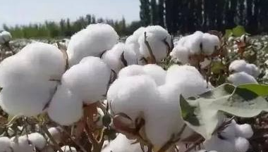 新疆維吾爾自治區棉麻公司烏魯木齊棉麻站