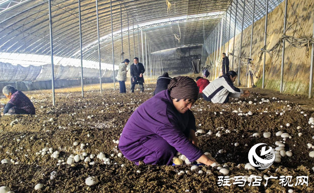 驛城區(qū):雙孢菇喜獲豐收 種植基地急尋銷路