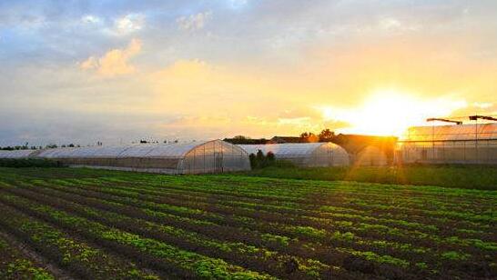 高考狀元珠海種地7年記 創業經營300畝地農場