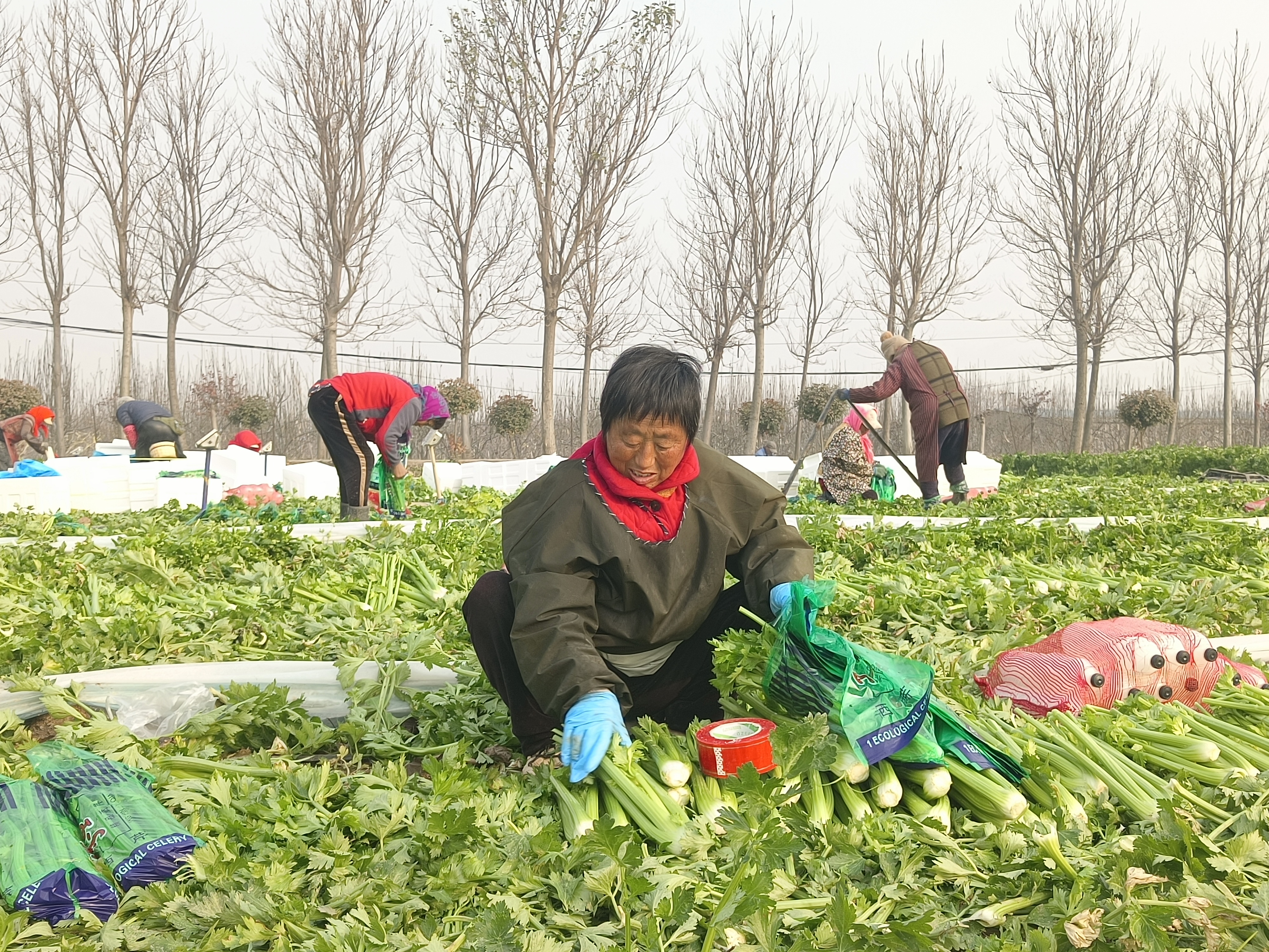 6279711011828668 微信圖片_20251217091228_205_152.jpg