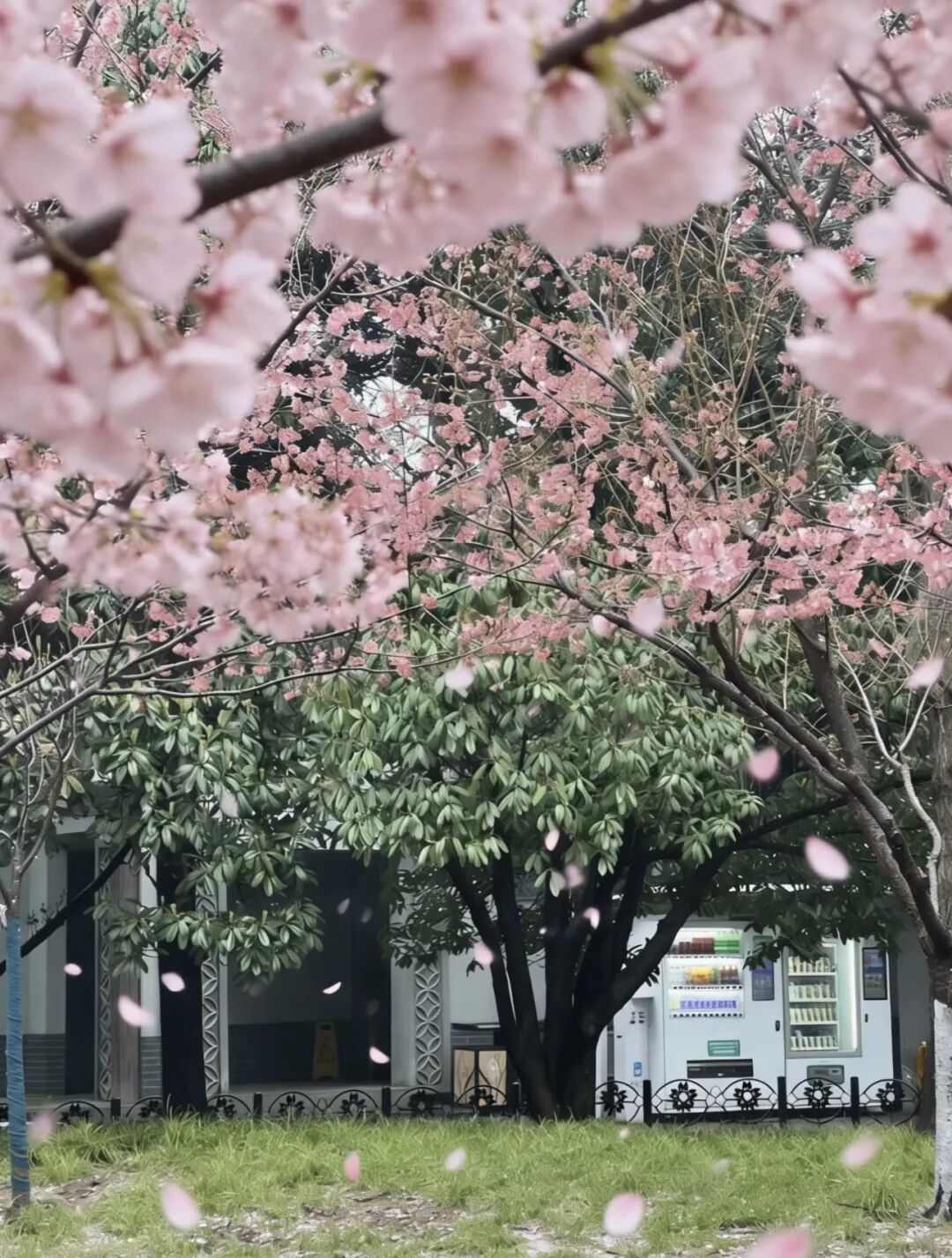 接下来的郑州绝美！2026郑州春日赏花时间表来啦