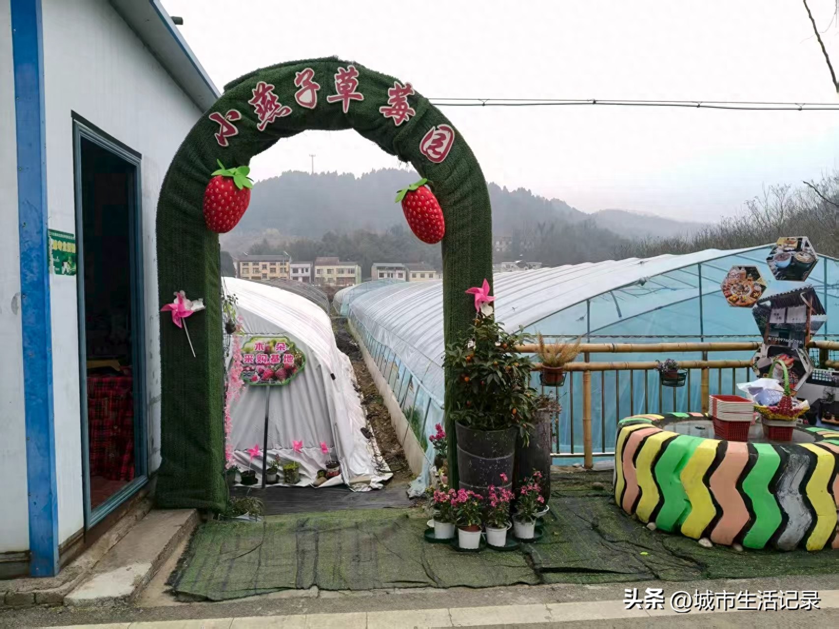 宜昌龙泉：小燕子草莓园农旅融合迎客来 田园采摘乐游人