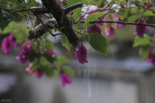 “早梅雨,旱断河;晚梅雨,凉嗖嗖”,2026年哪天入梅,哪天出梅—顶端新闻