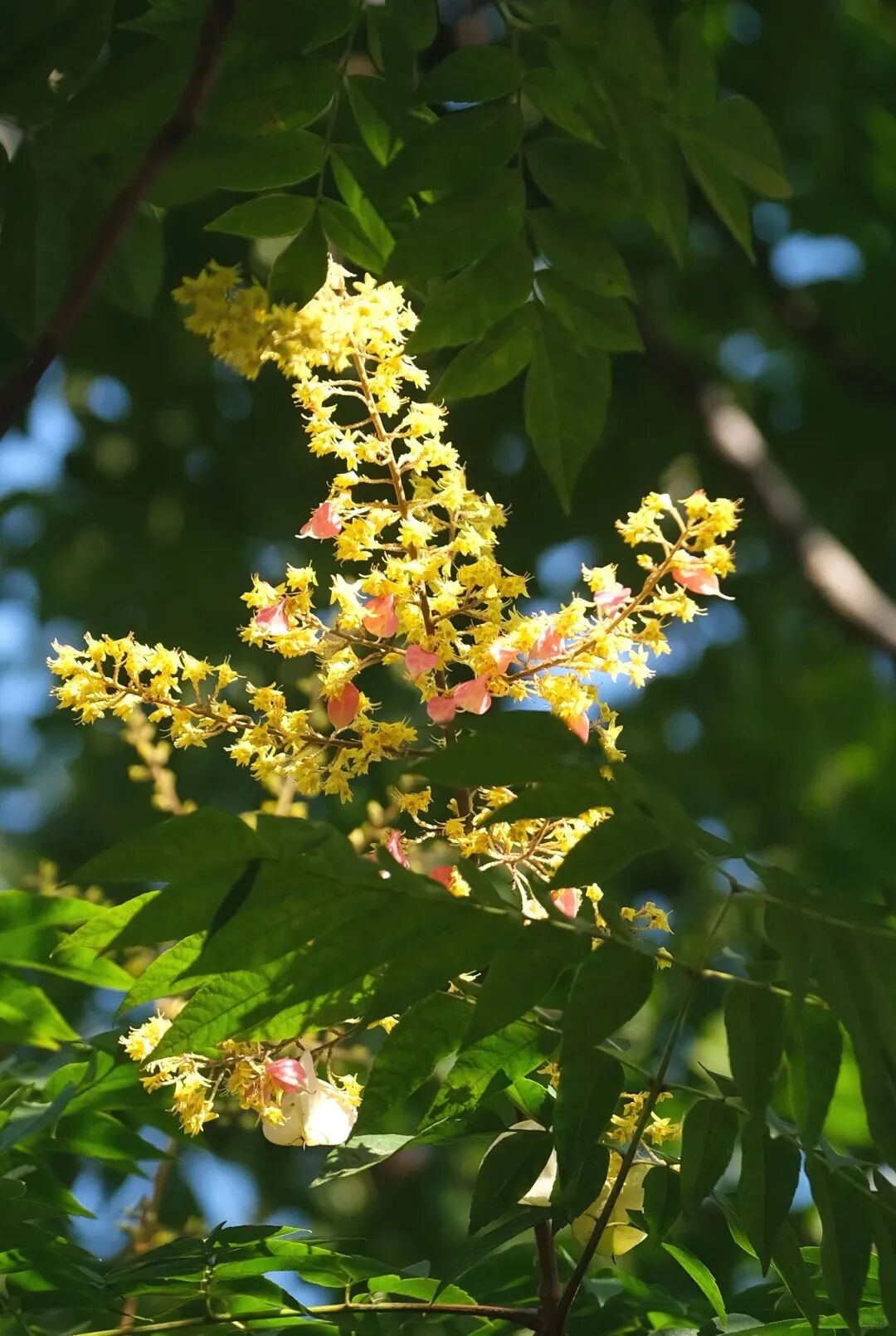 欒樹(shù)都開(kāi)花了，寧波的暑熱快退場(chǎng)了吧_5_簡(jiǎn)單就好_來(lái)自小紅書(shū)網(wǎng)頁(yè)版.jpg