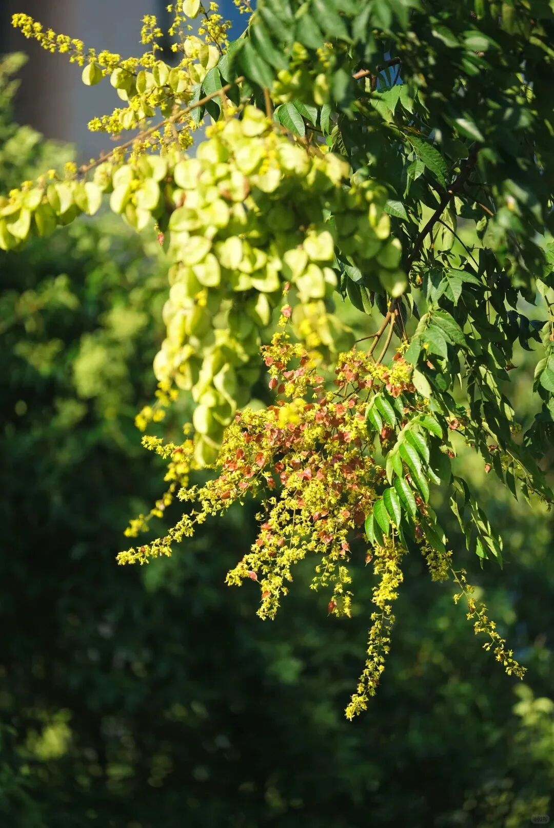 欒樹(shù)都開(kāi)花了，寧波的暑熱快退場(chǎng)了吧_12_簡(jiǎn)單就好_來(lái)自小紅書(shū)網(wǎng)頁(yè)版.jpg