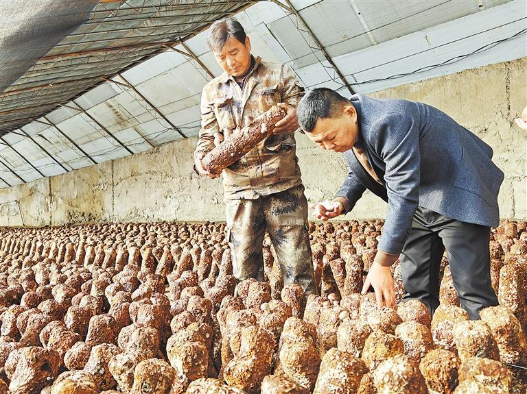 甘肅酒泉食用菌科技小院大棚種植的蘑菇。 新甘肅·甘肅日報記者 徐俊勇