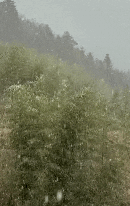 Dec-13-2025 11-29-45.gif