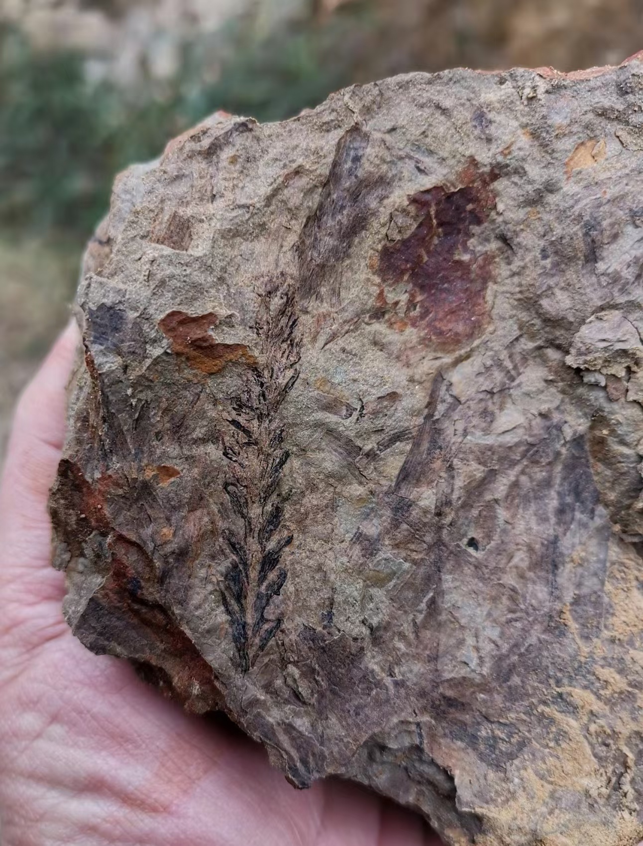 常見植物化石(重慶古生物研究院供圖)