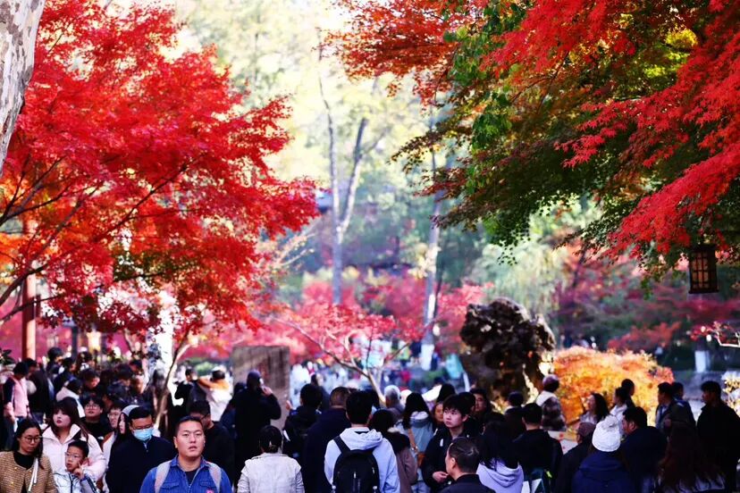 眼下，棲霞山紅楓似火，吸引眾多游客。棲霞山景區供圖